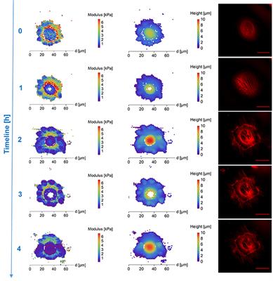 AFM Monitoring the Influence of Selected <mark class="highlighted">Cryoprotectant</mark>s on Regeneration of Cryopreserved Cells Mechanical Properties